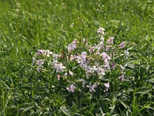 Pink Pretty Flowers Of Saponaria Officinalis - Soapwort Close Up