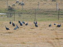 A Flock Of Guinea Fowl Wild Birds Walking In A Dry Golden Grass Field