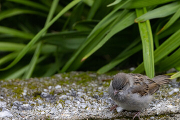 Young Passer domesticus - Sparrow is a species in the sparrow family, and one of 28 species in the numerous genus. Here in Salhus,Brønnøysund,Helgeland,Nordland county,Norway,scandinavia,Europe