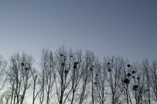 Silhouette Of Trees With Mistletoe Growing In Bunches