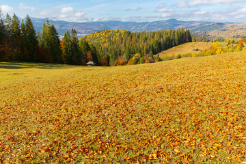 Wall Mural - Autumn meadow in mountains