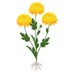 Wall Mural - Yellow chrysanthemum plant with flowers and roots on a white background.