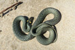 Grass snake on a sandy beach near the sea. A snake, coiled in a ball of the genus Natrix. Nonvenomous snake in nature.