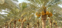 Date Palm Branches With Ripe Dates. Saudi Arabian Dates Farm.