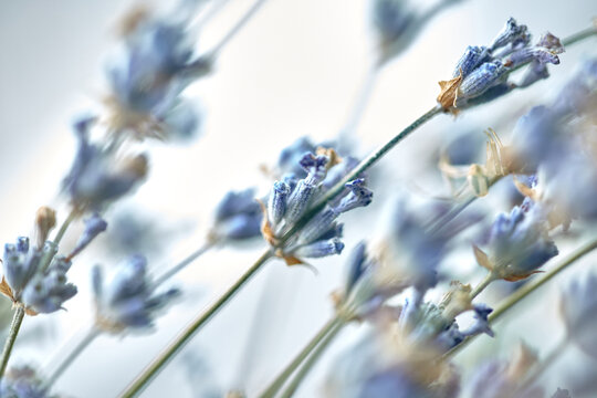 dried lavender branches. bunches of small white seeds on thin branches.