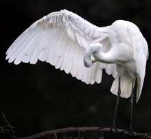 Snowy Egret Bird