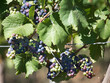 Grapes on the vine. The grapes ripen under the sun. Grapes change color. Vineyards in France.	