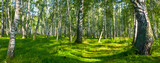 green birch forest glade at sunny summer day, beautiful natural forest scene