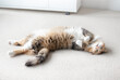 © Petra Richli - Cute cat lying on back with paws up and looking at camera. Full body of happy calico cat stretched out on the carpet with paws in the air. Long hair female cat. Funny body position. Selective focus.