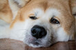Close-up of the muzzle of a large dog Akita Inu. The pet lies, looks into distance with brown eyes
