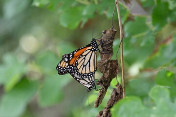 Wall Mural - Mating, Monarch Butterflies