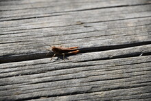 Grasshopper On Wood,  Kilkenny, Ireland
