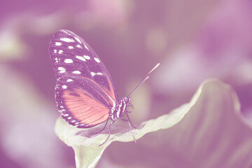 Wall Mural - an orange tropical butterfly sitting on a leaf