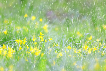 Wall Mural - spring wild flowers rain drops abstract background