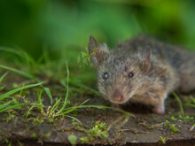 Field Mouse, Scary Mouse With Scary Eyes On A Natural Background