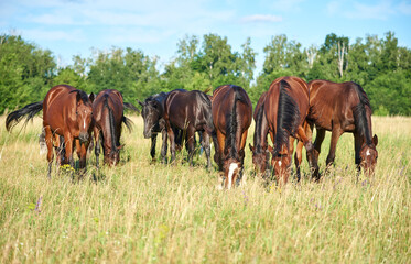 A herd of horses grazes in a pasture on a sunny day. Young horses of different colors eat grass in the meadow