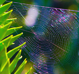 spider web with dew drops