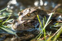 Closeup Shot Of Two Toads Swimming In A Pond