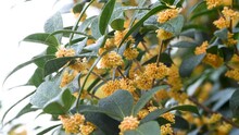 In Autumn, The Sweet Osmanthus Flowers Are Blooming In The Rain.