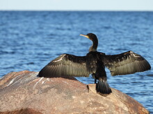 The Great Cormorant With Open Wings To Dry Off After Fishing