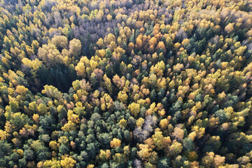 Wall Mural - autumn forestry theme