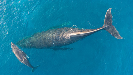 mom and baby whale