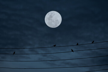 Wall Mural - full moon with birds silhouette on electric wire in the night.