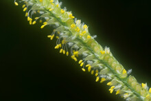 The Tiny Paspalum Weed Grass Flower.