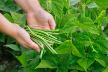 Female Hands Holding Heap Of Picked Green Beans On Vegetable Garden