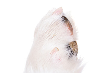 Sticker - dog paw close up, macro