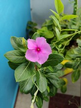Madagascar Periwinkle - Single Pink Flower