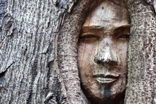 Wood Carved Tree With Human Face In The Tree