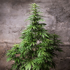 Wall Mural - cannabis bush beautiful background, marijuana plant