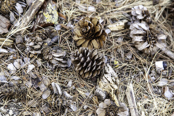 Wall Mural - Dried pine cone in the forest