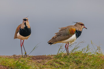 Wall Mural - A pair of lapwings waiting for the sun standing in a meadow