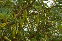 Close-up Of Green Carobs On A Carob Tree