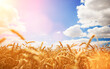 Yellow wheat field on the blue sunny sky and white clouds background. Countryside view. Freedom and carefree concept. Nature beauty, blue cloudy sky and colorful field with golden wheat.