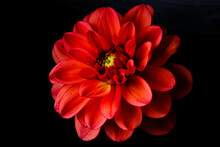 Single Dahlia Red With Yellow Center And Black Background