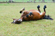 Beautiful bay horse enjoys a roll on the grass in her field scratching an itch on her back and having fun.