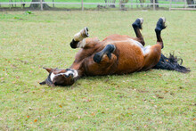 Beautiful Bay Horse Enjoys A Roll On The Grass In Her Field Scratching An Itch On Her Back And Having Fun.