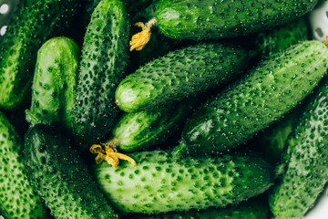 Wall Mural - Cucumbers. Fresh green organic cucumbers in bowl