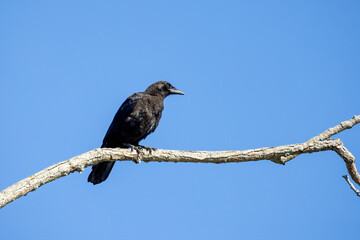 Sticker - The American crow (Corvus brachyrhynchos) sitting on top of a tree 