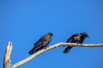 Sticker - The American crow (Corvus brachyrhynchos) sitting on top of a tree 