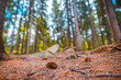 Beautiful majestic evergreen forest. Mighty pine, spruce trees, moss, plants, closeup pine cone on forest ground, blurred dreamy landscape. Abstract nature, inspire background. Foliage, bokeh trees