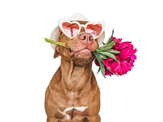 Lovable, pretty brown puppy and bright flowers. Closeup, indoors. Studio shot. Congratulations for family, relatives, loved ones, friends and colleagues. Pets care concept