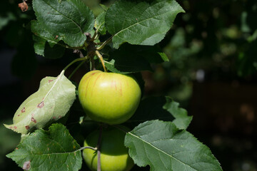 Wall Mural - green apples on a branch