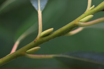 Wall Mural - our pussywillow tree is still budding late into summer this year in windsor in upstate ny. new growt