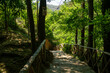 primitive forest path
