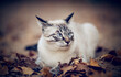 Portrait of a Thai cat in nature.  A Thai cat walks in autumn leaves. Cat and autumn.