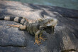 Iguana Lizard with a Striped Tail on a Rock